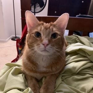 Meet your Posher, Eliphete